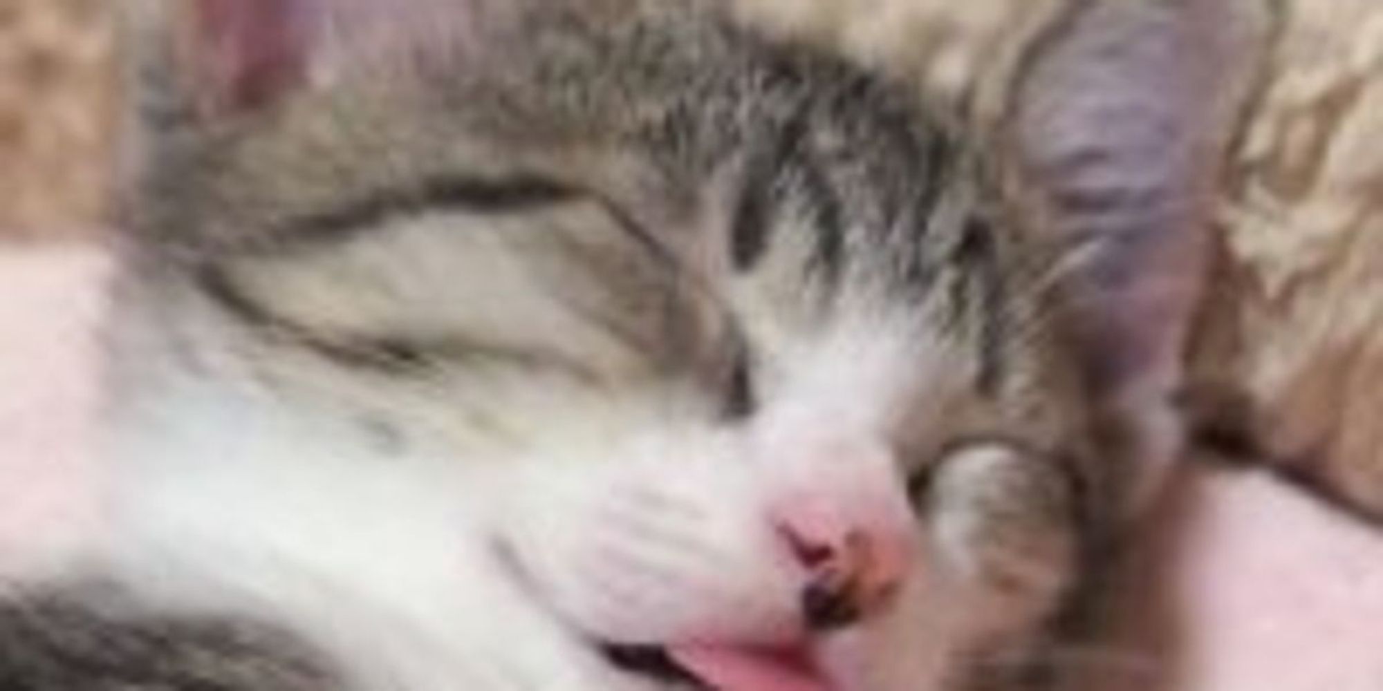 Sleepy Kitty Forgot To Put Tongue Away Love Meow 