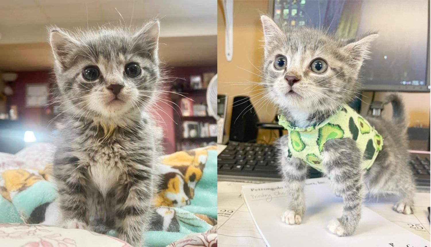 Diy cat shirt with socks at home 